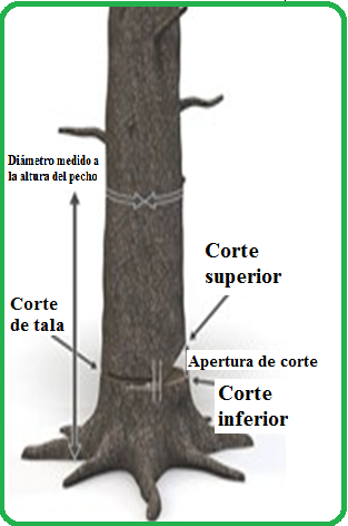 Corte direccional | Manual Técnico de formación para la caracterización de  madera de uso estructural